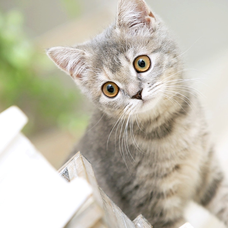 ピタカゲ Crooked G Dragon By Nao 音楽コラボアプリ Nana