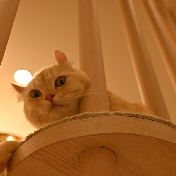 ラブソング 上野 大樹 カラオケ ピアノ ギター伴奏 音楽コラボアプリnana