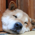 やさしさに包まれたなら