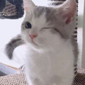 メイド☆至上主義