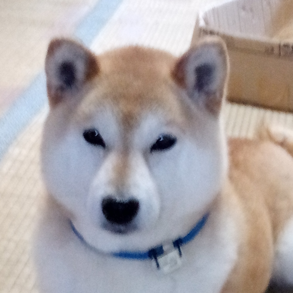 イナのユーザーアイコン