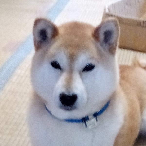 イナのユーザーアイコン
