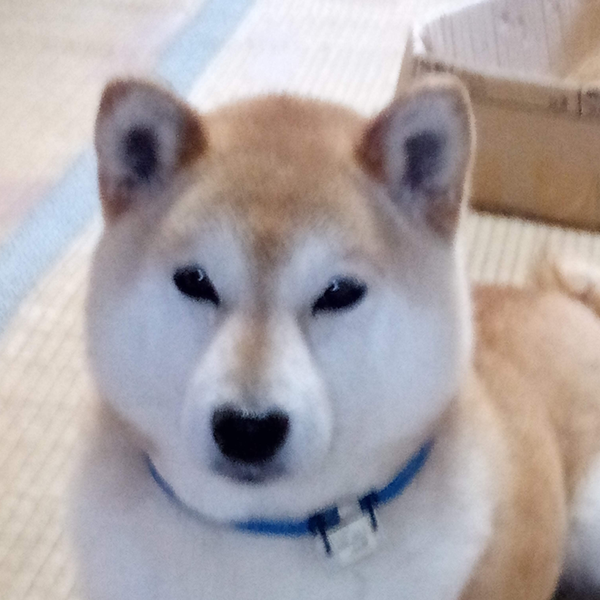 イナのユーザーアイコン