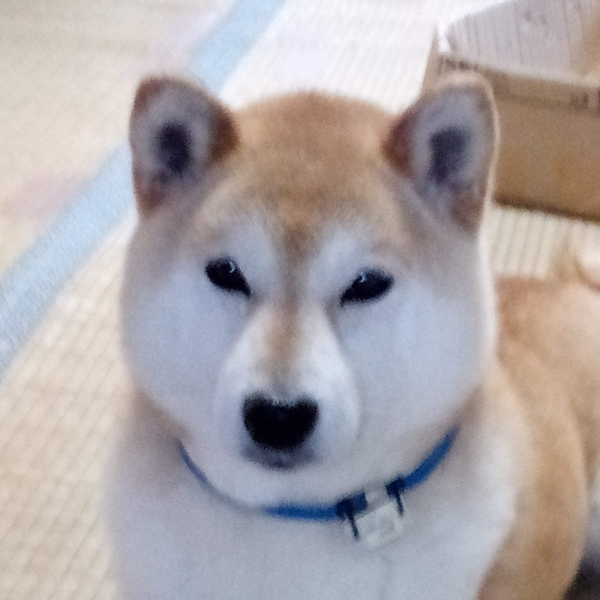 イナのユーザーアイコン