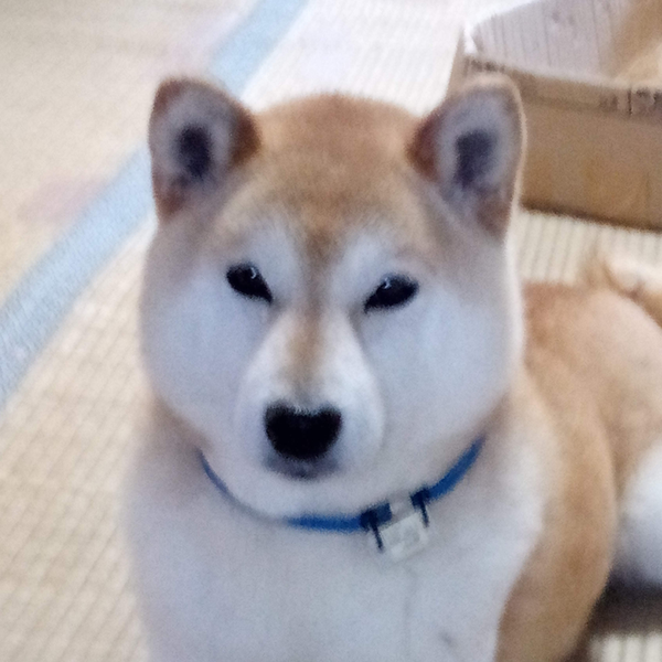 イナのユーザーアイコン