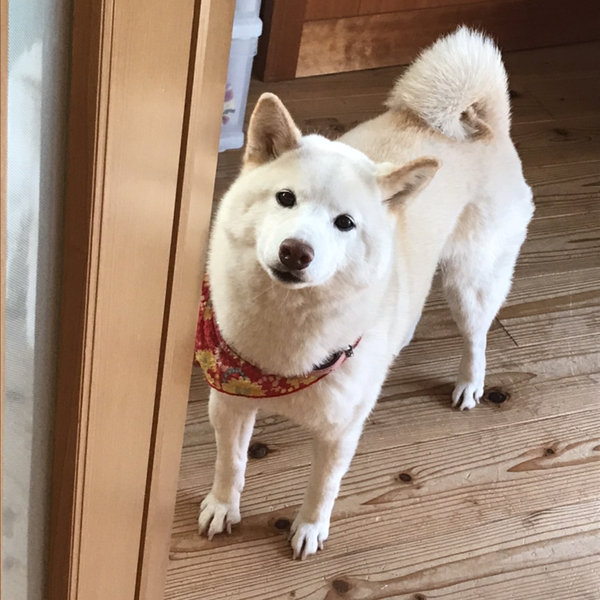 tomo♡のユーザーアイコン
