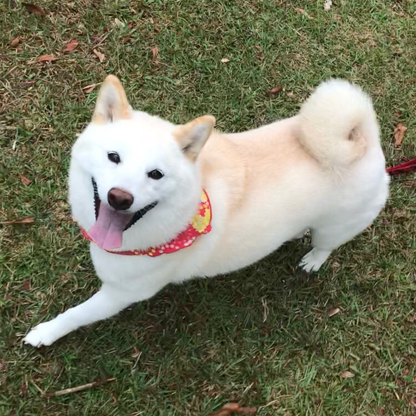 tomo♡のユーザーアイコン