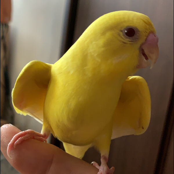 ハセのユーザーアイコン