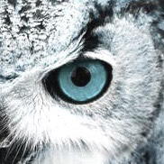 ちび🦉✨のユーザーアイコン