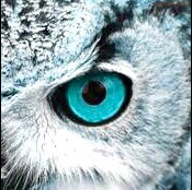 ちび🦉✨のユーザーアイコン