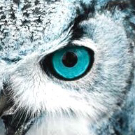 ちび🦉✨のユーザーアイコン