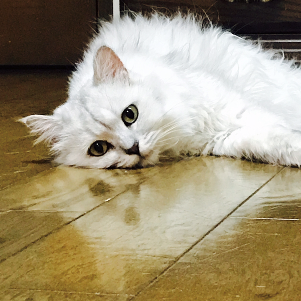 傘笠猫のユーザーアイコン
