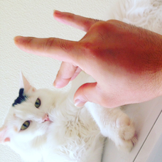 犬のうた ありがとう エイジアエンジニアの歌詞 音楽コラボアプリ Nana