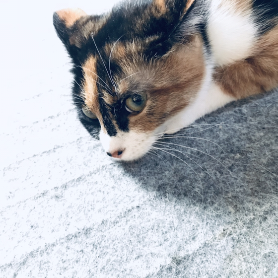 まゆだまのユーザーアイコン