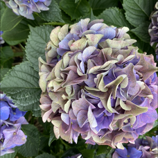 スピカ Aimerの歌詞 音楽コラボアプリ Nana