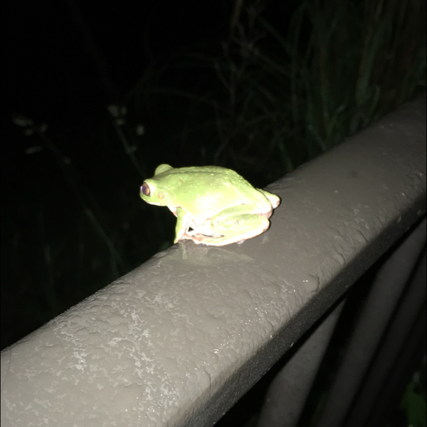 しろくまガォーのユーザーアイコン
