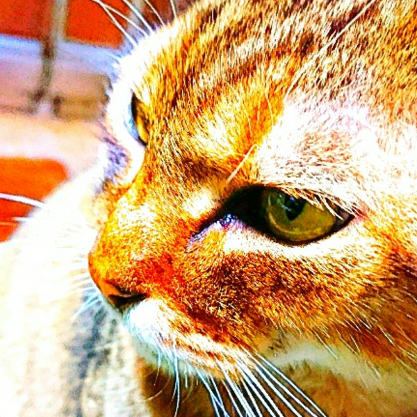 🐈猫好きひでぼー🐈のユーザーアイコン