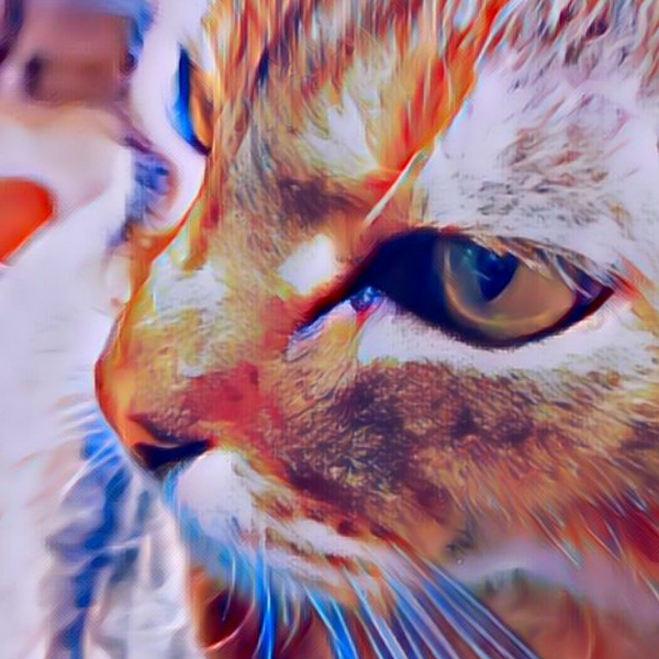 🐈猫好きひでぼー🐈アイコン変えたのユーザーアイコン