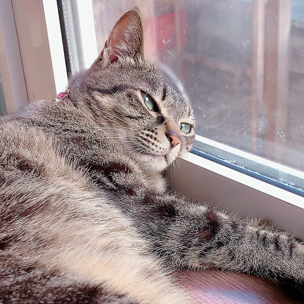 meg🐈のユーザーアイコン