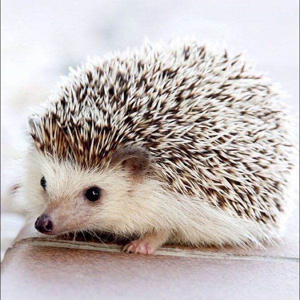 ほほぅのプロフィール 音楽コラボアプリ Nana