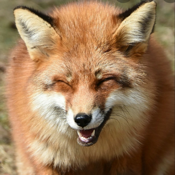 アマテラスのユーザーアイコン