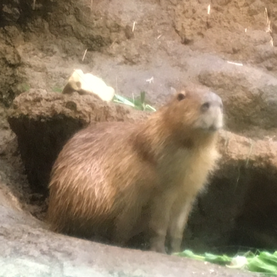 ひなたのユーザーアイコン
