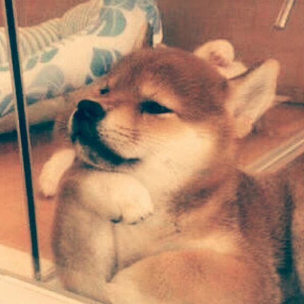 りゅうきち 🐶のユーザーアイコン