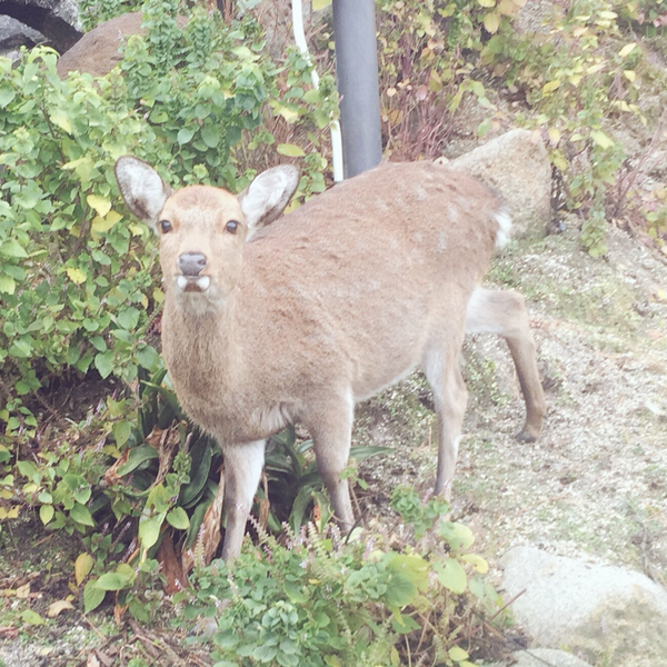 こめのユーザーアイコン