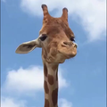 人として　【ハモリ】