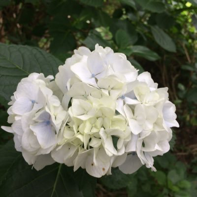 こたつむりのユーザーアイコン