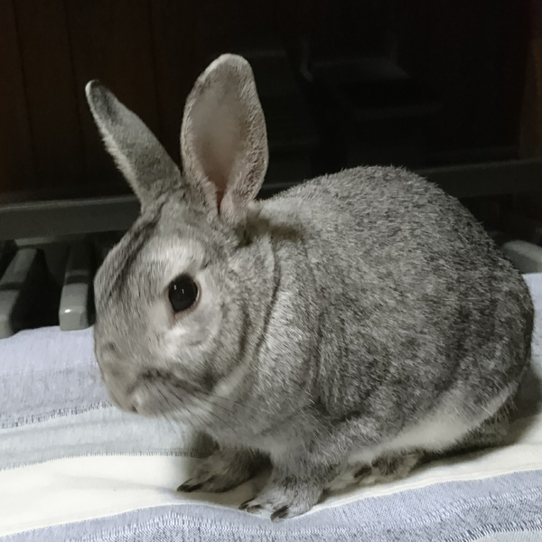 midoちゃんのユーザーアイコン