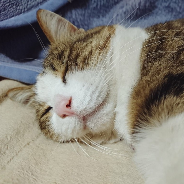 もち2号のユーザーアイコン