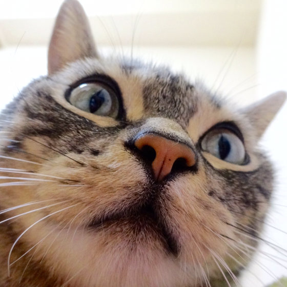 のん🐱のユーザーアイコン