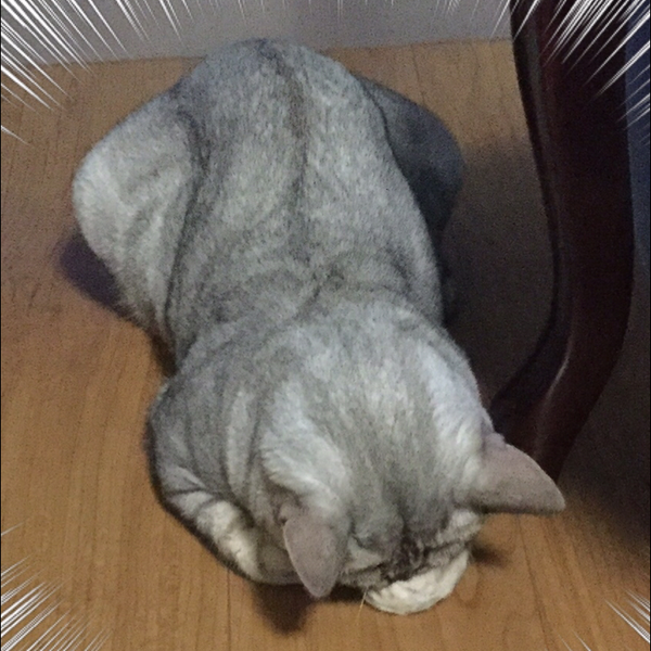 のん🐱チャージのためしばらく休みのユーザーアイコン