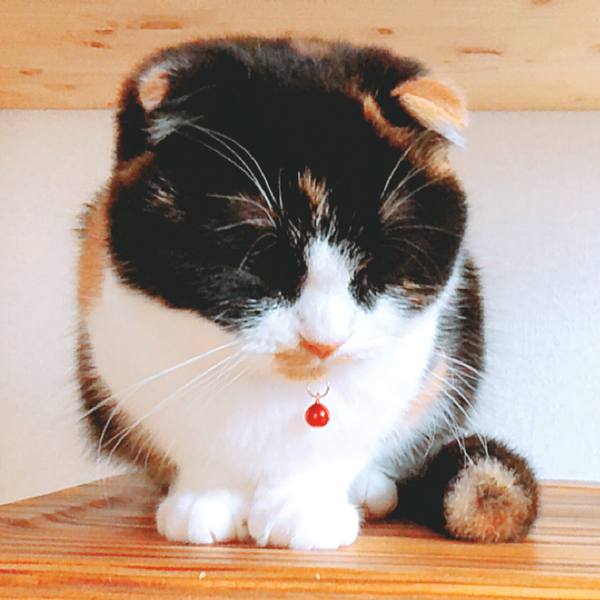 にこ (あき。のユーザーアイコン