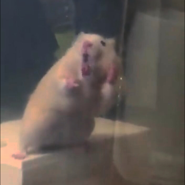 ねむらないのユーザーアイコン
