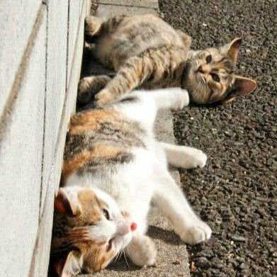 少女はあの空を渡る アニメ ひそねとまそたん オープニングテーマ 福本莉子 By Neko 音楽コラボアプリ Nana