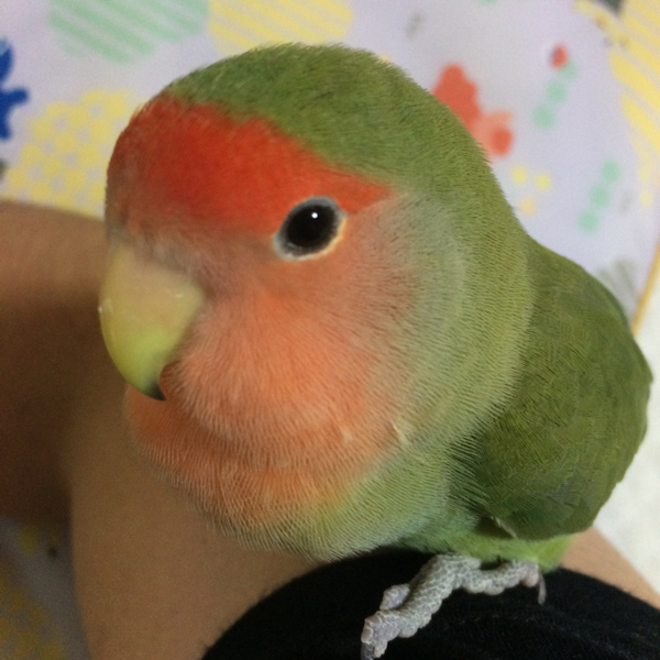 いなりのユーザーアイコン