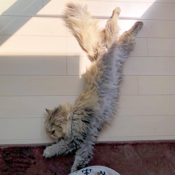 たけねこのユーザーアイコン