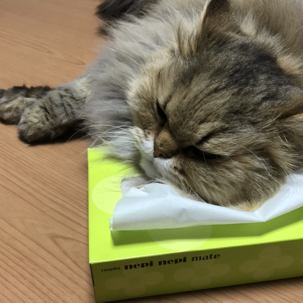 たけねこのユーザーアイコン