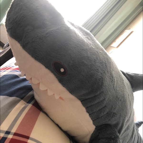 ぶらんとどす加藤🌊フカヒレにしちゃうぞ🦈🌊のユーザーアイコン