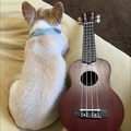 万里の河【2番・チャゲ待ち】モゲ🐶