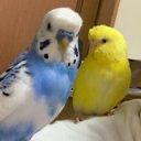 こうじ🐥のユーザーアイコン