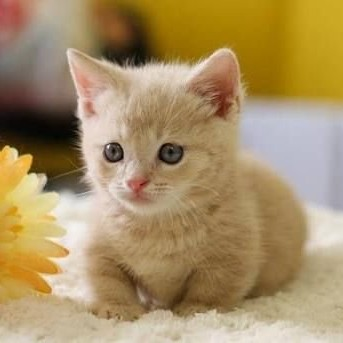 野良猫 streycatのユーザーアイコン