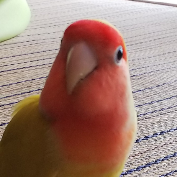 イカっちのユーザーアイコン