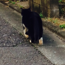 また今日もダメでした 関取 花の歌詞 音楽コラボアプリ Nana