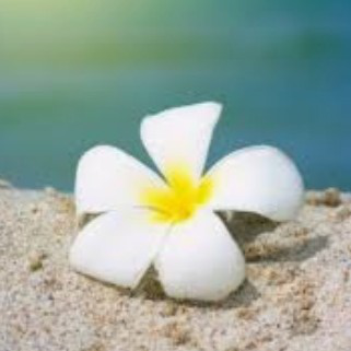 たぴこ🌈🌴のユーザーアイコン