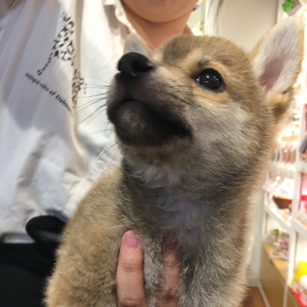 梅マンヌ(っ◔◡◔)っ ♥ nana ♥のユーザーアイコン