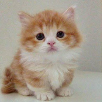 ささきのユーザーアイコン
