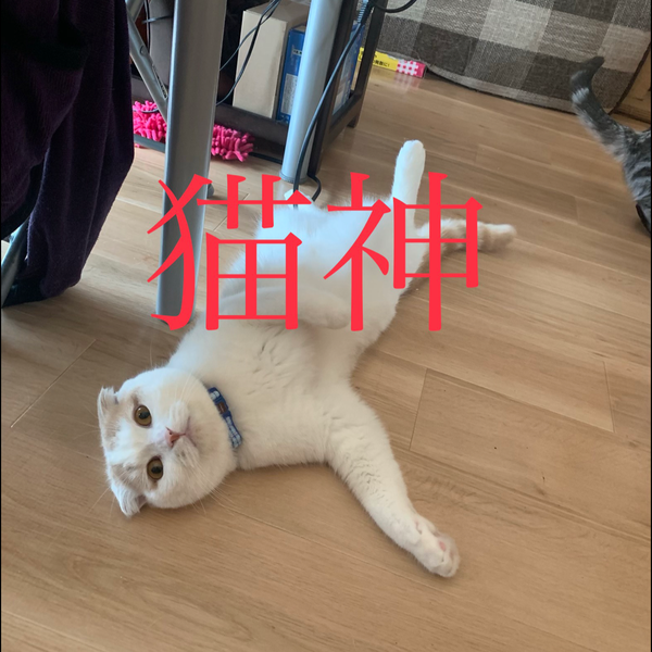 野良1のユーザーアイコン